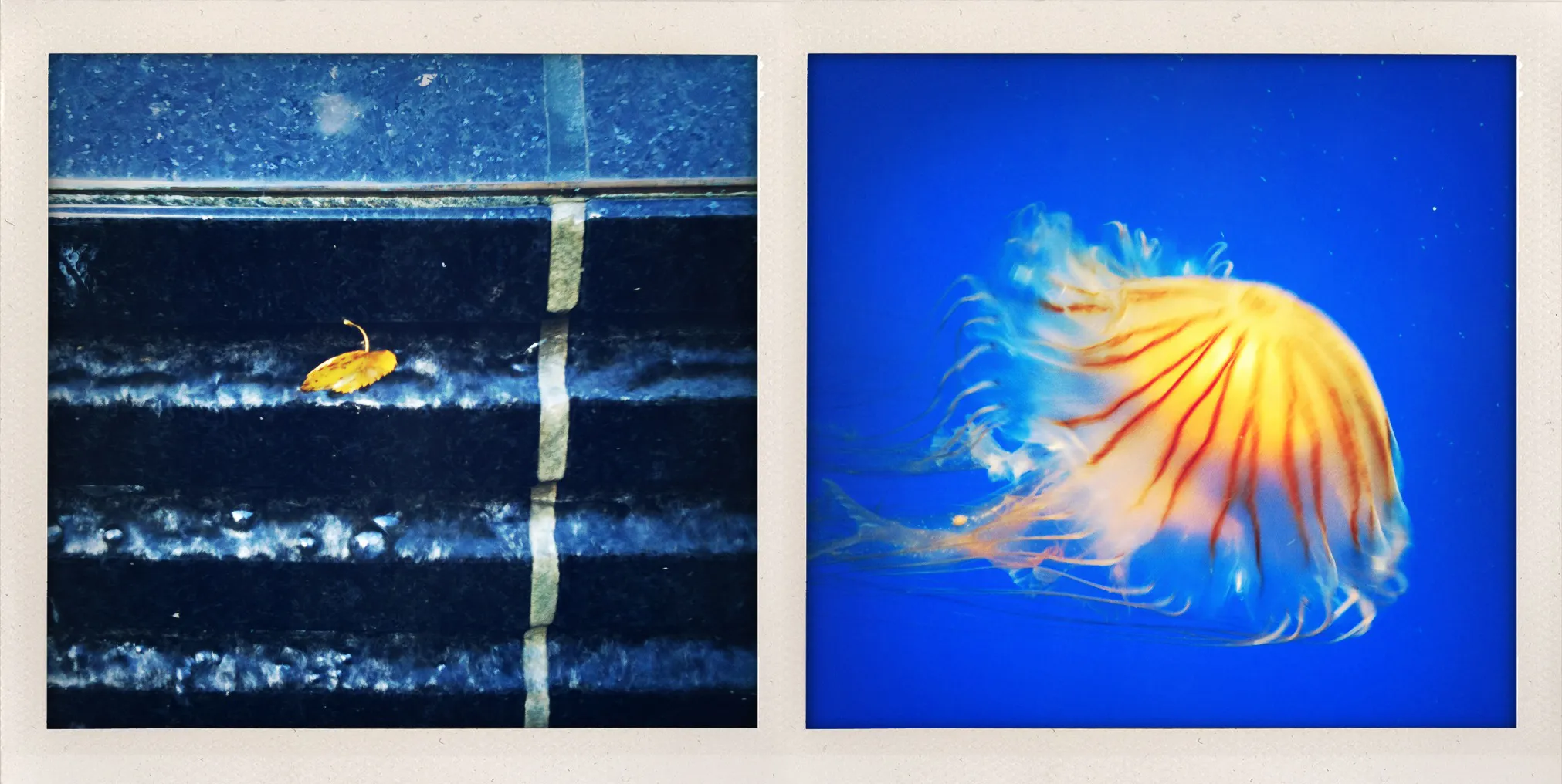 Two-panel image showing a yellow leaf in a tiled pool on the left and a jellyfish in a blue aquarium on the right.
