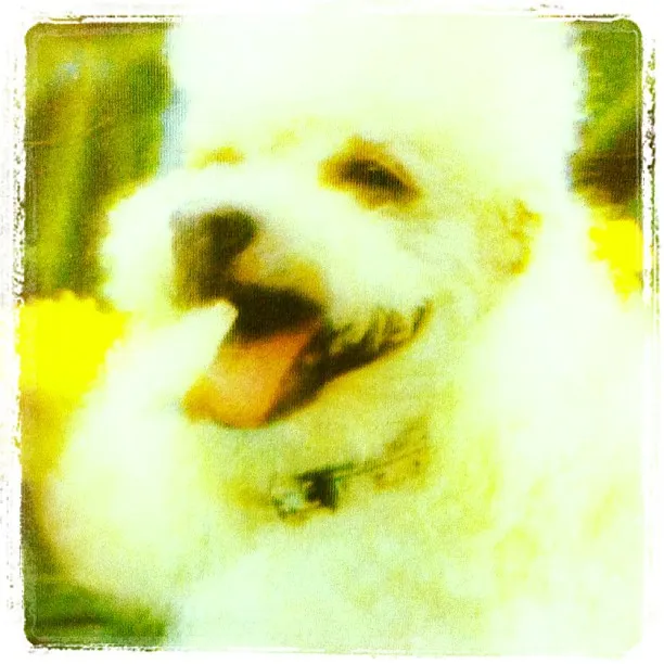 #photo: Yappy
