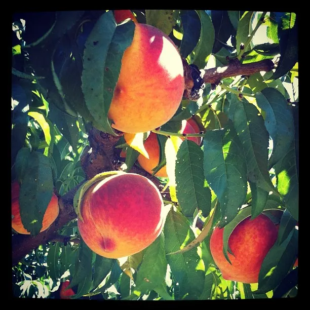 Close-up of ripe peaches hanging from a tree branch, surrounded by dense green leaves and lit by sunlight filtering through.