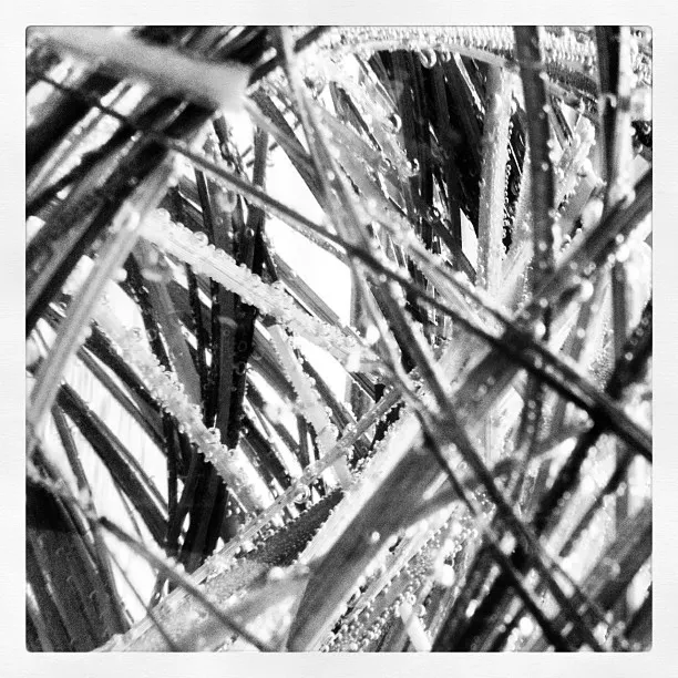 Close-up of intersecting plant leaves or blades of grass in black and white, covered in small water droplets.