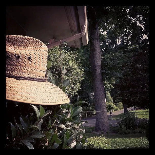 Wide-brimmed woven straw hat resting on a leafy shrub near a house, with a suburban street and tall trees in the background.
