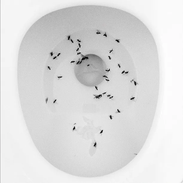 Top-down view of a white toilet bowl with several black ants scattered inside near the waterline.