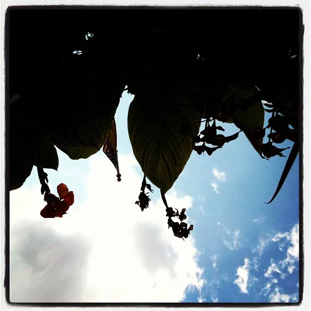 Silhouetted leaves and flowers seen from below against a bright blue sky with scattered clouds.