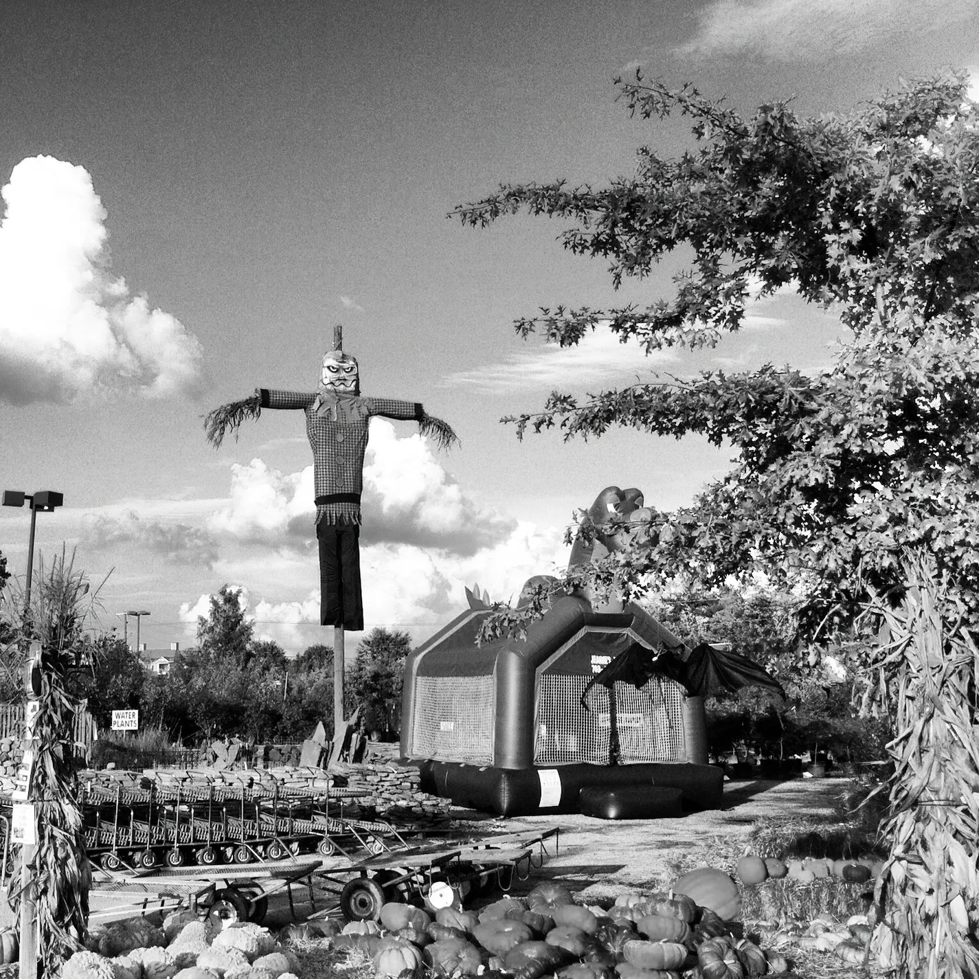 Black and white photo of a Halloween-themed outdoor setup with a scarecrow, inflatable bounce house, pumpkins, and shopping carts.