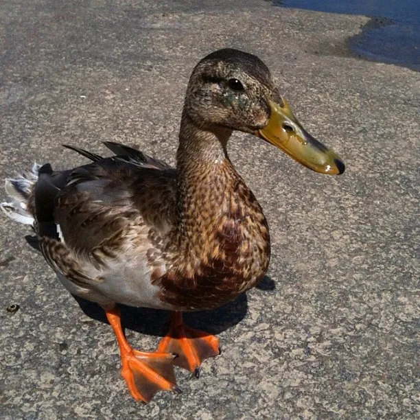 A brown and gray duck with orange feet standing on sunlit pavement near a small puddle of water.