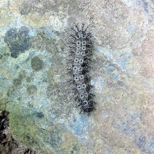 A spiky black and white caterpillar with star-like tufts crawling across a textured, multicolored stone surface.