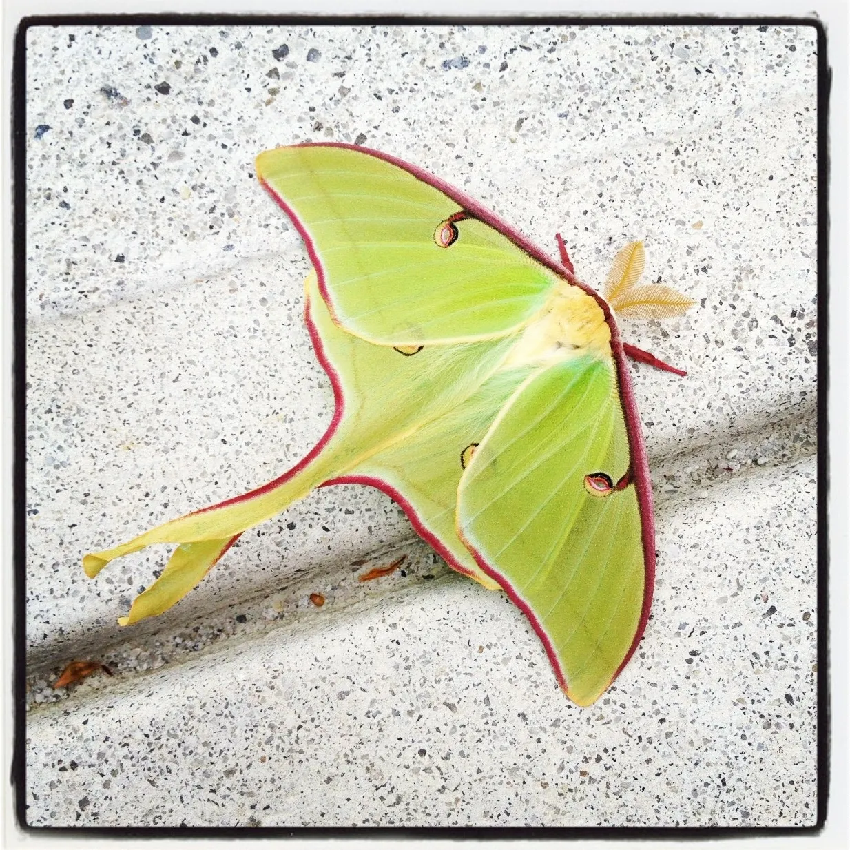 Close-up of a luna moth with pale green wings, pink edges, and eye spots, resting on a speckled concrete surface.