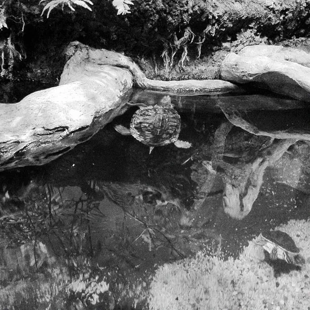 Turtle swimming near the surface of a pond, surrounded by submerged branches and natural reflections in black and white.