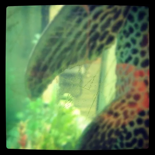Close-up of a colorful spotted fish inside an aquarium, partially obscured by scratches on the glass surface.