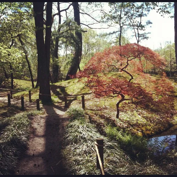 A dirt path bordered by rope winds through a wooded area, leading toward a small red-leaved Japanese maple tree on a sunlit mossy hill.