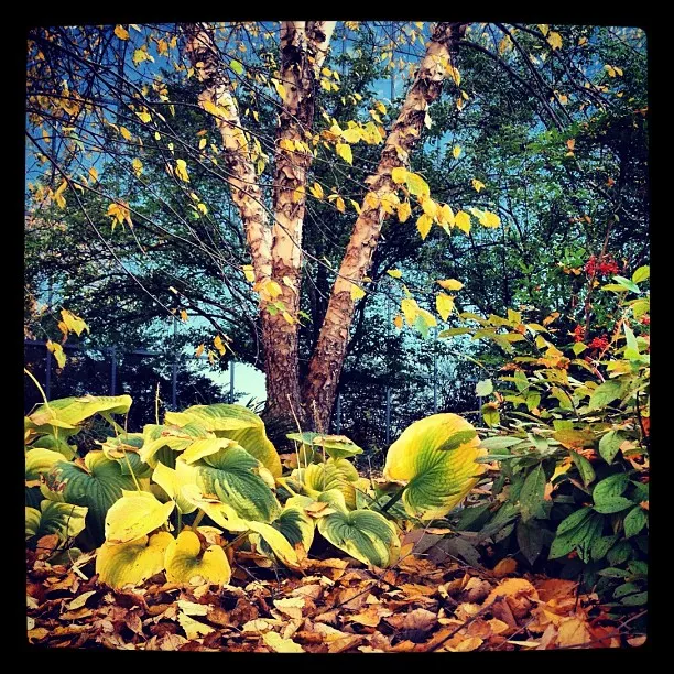 Low-angle view of a birch tree with peeling bark surrounded by yellowing hosta plants and fallen autumn leaves.