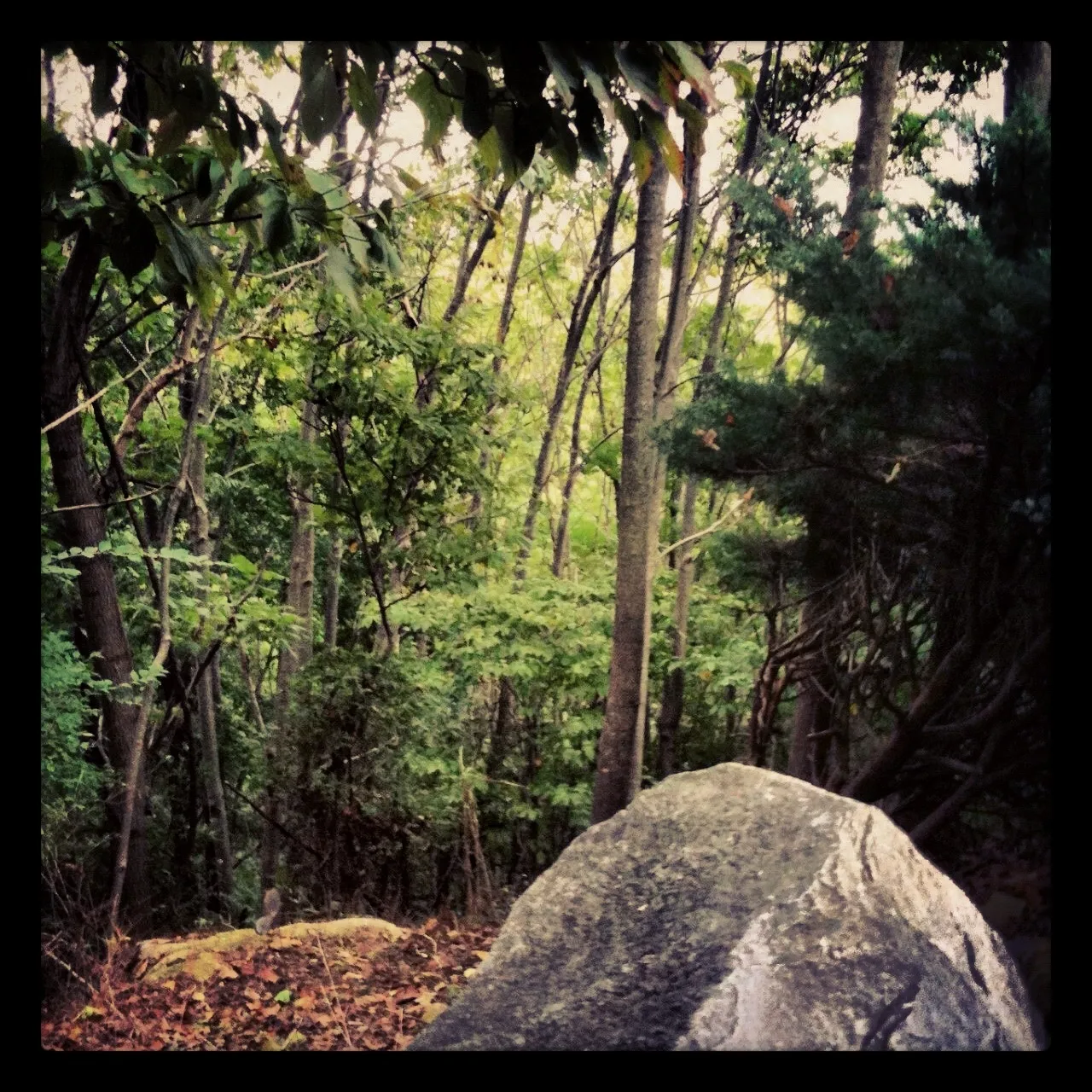 A large rock in the foreground of a dense forest with tall, slender trees and lush green foliage.