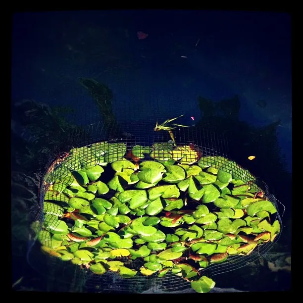 Cluster of bright green lily pads enclosed in a circular mesh frame, floating on the dark surface of a pond with faint reflections.
