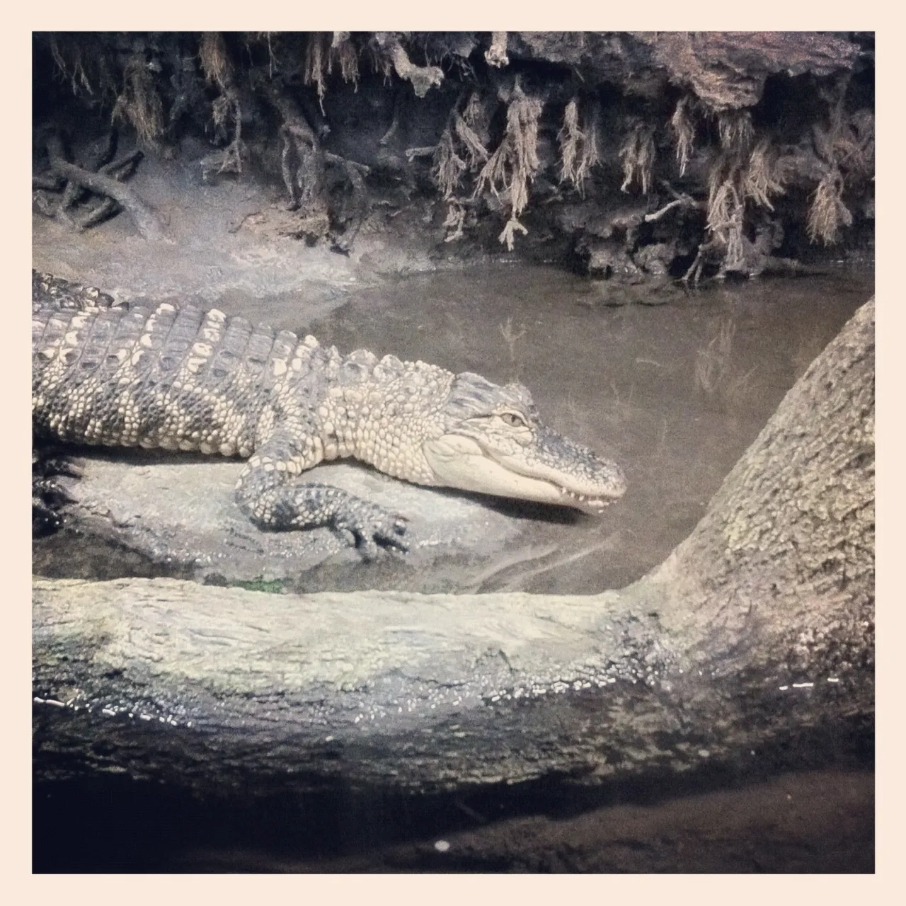 Alligator resting on a muddy bank beside shallow water, surrounded by tree roots and rough-textured logs in a naturalistic habitat.