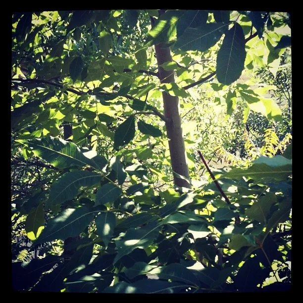 A dense cluster of green leaves and thin branches fills the frame, with sunlight filtering through the foliage from behind.