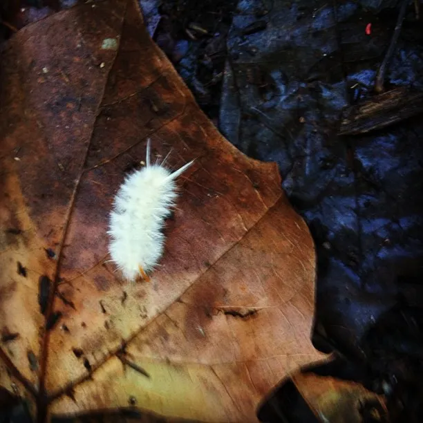 White fuzzy caterpillar with long hair-like spines resting on a large brown leaf on the forest floor.