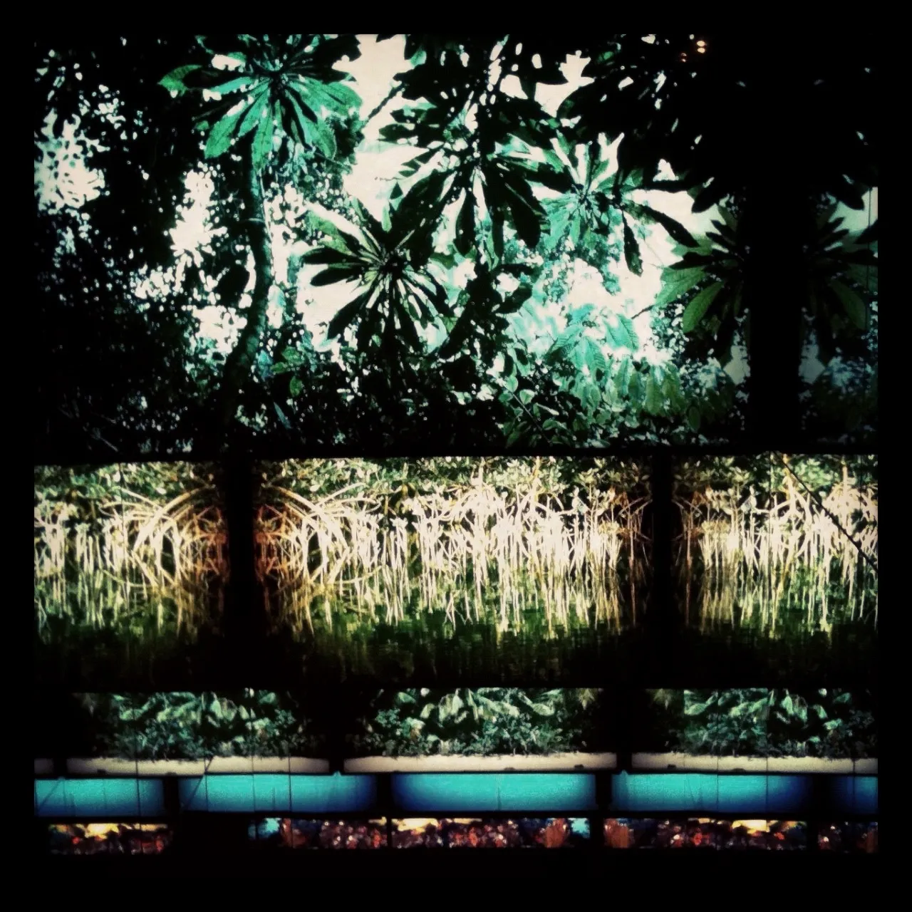 Layered photographic display of tropical foliage, mangrove roots, and aquatic scenes arranged in horizontal bands behind glass.