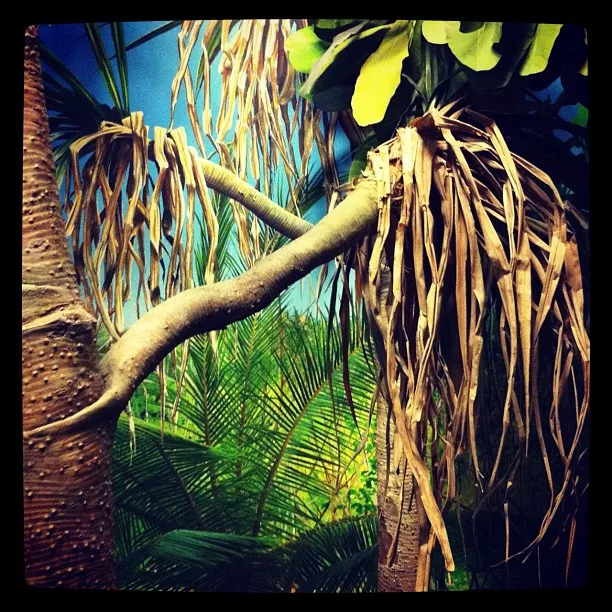 Curved tree branch with drooping, dried palm leaves set against a lush, tropical jungle background.
