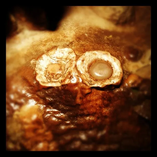 Close-up of mineral formations inside a cave, featuring two circular deposits with smooth central nodules on a brown, textured surface.