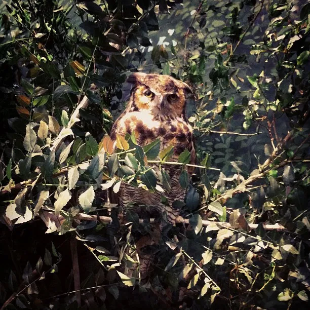 A great horned owl is perched among dense green foliage, its brown and cream plumage blending naturally with the leaves and branches surrounding it.
