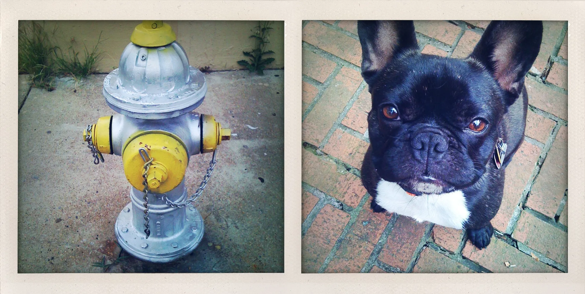 A silver and yellow fire hydrant on a concrete sidewalk beside a close-up of a black French bulldog sitting on brick pavement.