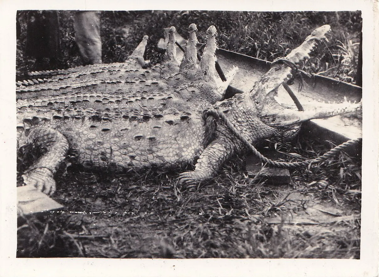 Vintage black and white photograph of a large dead crocodilian laid on its back in grass, mouth open, with a rope visible and a figure standing in the background