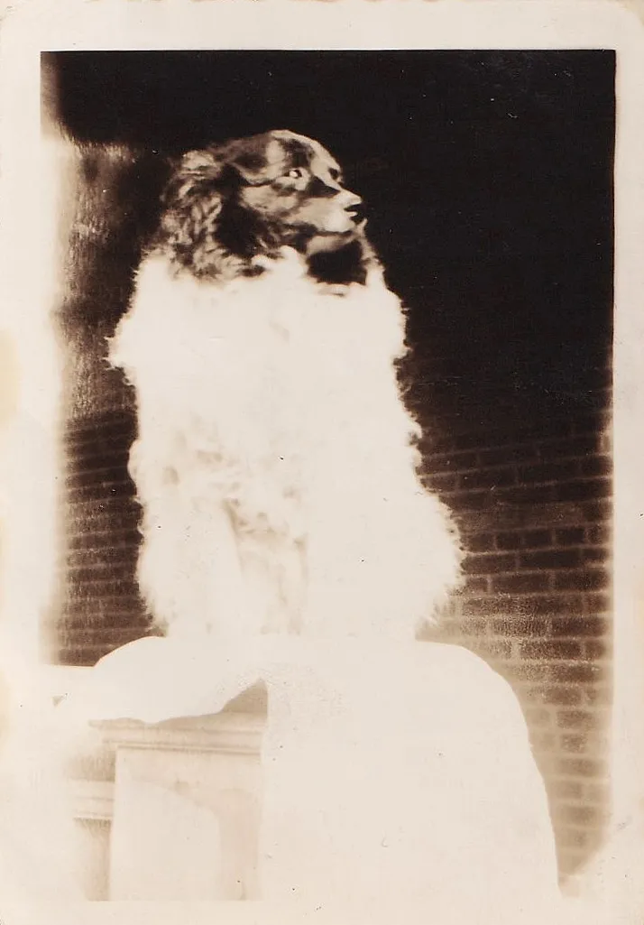 Overexposed black and white portrait of a rough collie dog, the fur bleached almost entirely white by severe light damage, only the face remaining visible against a dark background